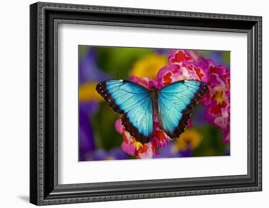 Blue Morpho Butterfly on pink Orchid-Darrell Gulin-Framed Photographic Print