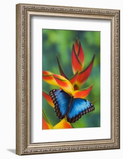 Blue Morpho Butterfly sitting on tropical Heliconia flowers-Darrell Gulin-Framed Photographic Print