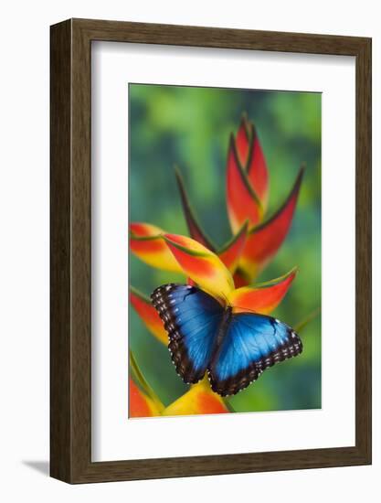 Blue Morpho Butterfly sitting on tropical Heliconia flowers-Darrell Gulin-Framed Photographic Print