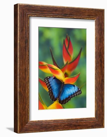 Blue Morpho Butterfly sitting on tropical Heliconia flowers-Darrell Gulin-Framed Photographic Print