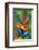 Blue Morpho Butterfly sitting on tropical Heliconia flowers-Darrell Gulin-Framed Photographic Print