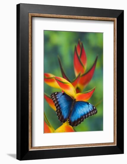 Blue Morpho Butterfly sitting on tropical Heliconia flowers-Darrell Gulin-Framed Photographic Print