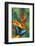 Blue Morpho Butterfly sitting on tropical Heliconia flowers-Darrell Gulin-Framed Photographic Print