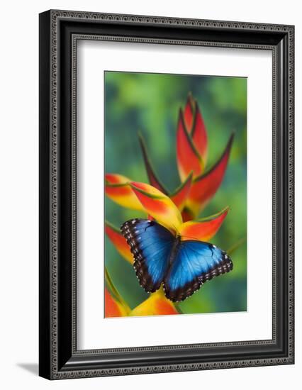 Blue Morpho Butterfly sitting on tropical Heliconia flowers-Darrell Gulin-Framed Photographic Print