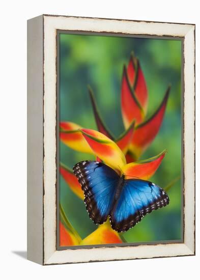 Blue Morpho Butterfly sitting on tropical Heliconia flowers-Darrell Gulin-Framed Premier Image Canvas