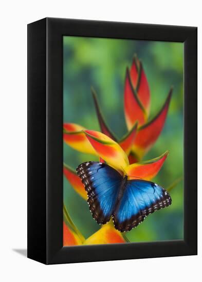 Blue Morpho Butterfly sitting on tropical Heliconia flowers-Darrell Gulin-Framed Premier Image Canvas