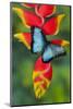 Blue Morpho Butterfly sitting on tropical Heliconia flowers-Darrell Gulin-Mounted Photographic Print