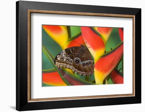 Blue Morpho Butterfly sitting on tropical Heliconia flowers-Darrell Gulin-Framed Photographic Print