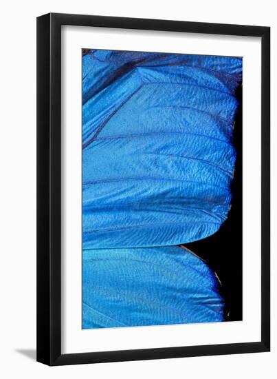 Blue Morpho Butterfly Wing-Paul Stewart-Framed Photographic Print