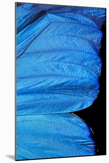 Blue Morpho Butterfly Wing-Paul Stewart-Mounted Photographic Print