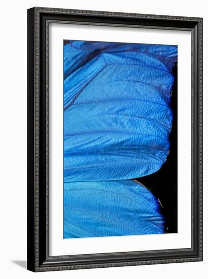 Blue Morpho Butterfly Wing-Paul Stewart-Framed Photographic Print