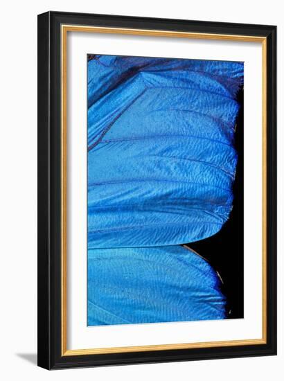 Blue Morpho Butterfly Wing-Paul Stewart-Framed Photographic Print