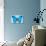 Blue Morpho Butterfly-Dr. Keith Wheeler-Photographic Print displayed on a wall