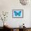 Blue Morpho Butterfly-Dr. Keith Wheeler-Framed Photographic Print displayed on a wall