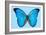 Blue Morpho Butterfly-Dr. Keith Wheeler-Framed Photographic Print