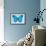 Blue Morpho Butterfly-Dr. Keith Wheeler-Framed Photographic Print displayed on a wall