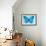 Blue Morpho Butterfly-Dr. Keith Wheeler-Framed Photographic Print displayed on a wall