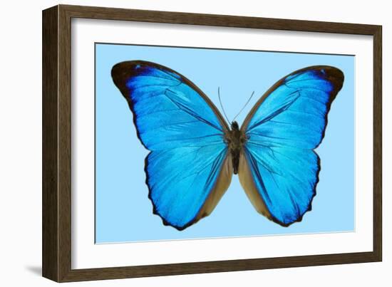 Blue Morpho Butterfly-Dr. Keith Wheeler-Framed Photographic Print