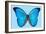 Blue Morpho Butterfly-Dr. Keith Wheeler-Framed Photographic Print