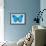 Blue Morpho Butterfly-Dr. Keith Wheeler-Framed Photographic Print displayed on a wall