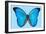 Blue Morpho Butterfly-Dr. Keith Wheeler-Framed Photographic Print