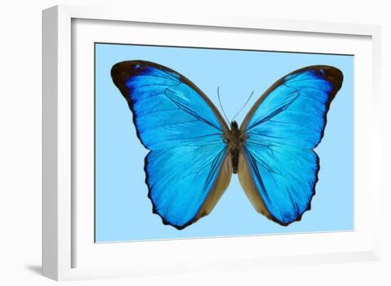 Blue Morpho Butterfly-Dr. Keith Wheeler-Framed Photographic Print