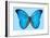 Blue Morpho Butterfly-Dr. Keith Wheeler-Framed Photographic Print