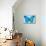 Blue Morpho Butterfly-Dr. Keith Wheeler-Mounted Photographic Print displayed on a wall