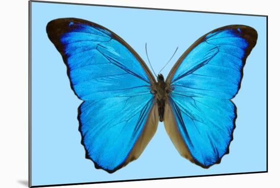Blue Morpho Butterfly-Dr. Keith Wheeler-Mounted Photographic Print