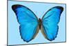 Blue Morpho Butterfly-Dr. Keith Wheeler-Mounted Photographic Print