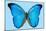 Blue Morpho Butterfly-Dr. Keith Wheeler-Mounted Photographic Print