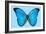 Blue Morpho Butterfly-Dr. Keith Wheeler-Framed Photographic Print