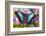 Blue Morpho Butterfly-Darrell Gulin-Framed Photographic Print