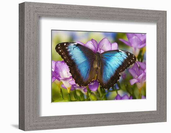 Blue Morpho Butterfly-Darrell Gulin-Framed Photographic Print