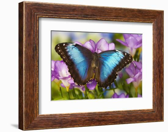 Blue Morpho Butterfly-Darrell Gulin-Framed Photographic Print