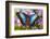 Blue Morpho Butterfly-Darrell Gulin-Framed Photographic Print