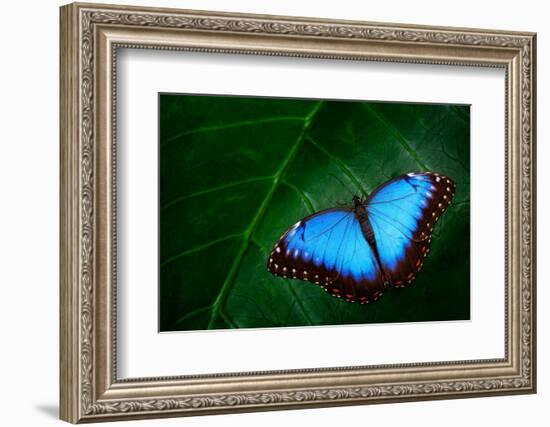 Blue Morpho, Morpho Peleides, Big Butterfly Sitting on Green Leaves, Beautiful Insect in the Nature-Ondrej Prosicky-Framed Photographic Print