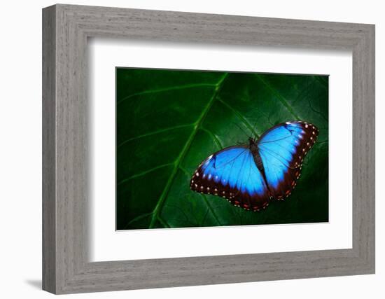 Blue Morpho, Morpho Peleides, Big Butterfly Sitting on Green Leaves, Beautiful Insect in the Nature-Ondrej Prosicky-Framed Photographic Print