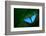 Blue Morpho, Morpho Peleides, Big Butterfly Sitting on Green Leaves, Beautiful Insect in the Nature-Ondrej Prosicky-Framed Photographic Print