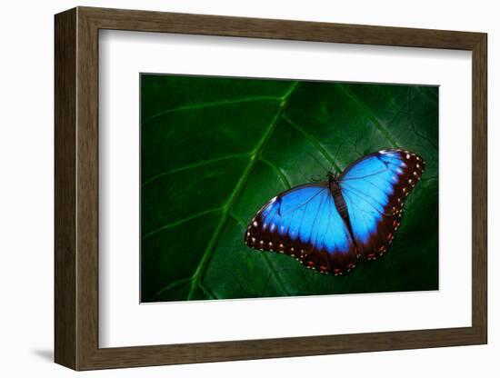 Blue Morpho, Morpho Peleides, Big Butterfly Sitting on Green Leaves, Beautiful Insect in the Nature-Ondrej Prosicky-Framed Photographic Print