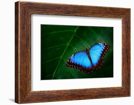 Blue Morpho, Morpho Peleides, Big Butterfly Sitting on Green Leaves, Beautiful Insect in the Nature-Ondrej Prosicky-Framed Photographic Print