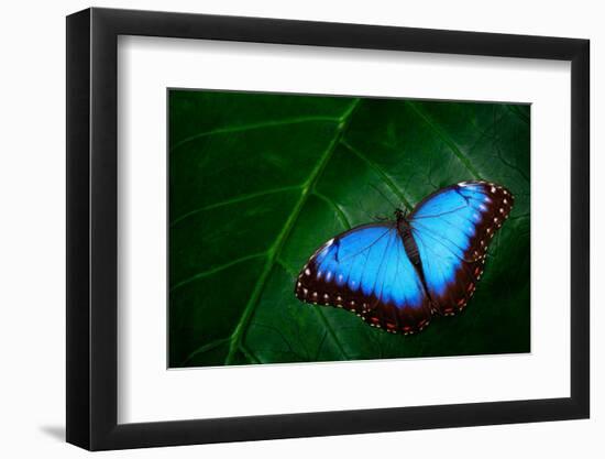 Blue Morpho, Morpho Peleides, Big Butterfly Sitting on Green Leaves, Beautiful Insect in the Nature-Ondrej Prosicky-Framed Photographic Print