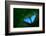 Blue Morpho, Morpho Peleides, Big Butterfly Sitting on Green Leaves, Beautiful Insect in the Nature-Ondrej Prosicky-Framed Photographic Print