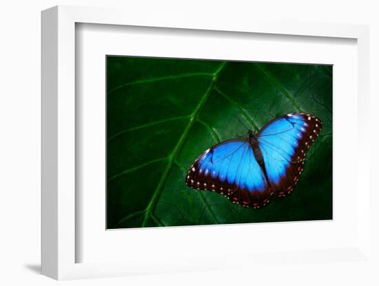 Blue Morpho, Morpho Peleides, Big Butterfly Sitting on Green Leaves, Beautiful Insect in the Nature-Ondrej Prosicky-Framed Photographic Print