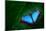 Blue Morpho, Morpho Peleides, Big Butterfly Sitting on Green Leaves, Beautiful Insect in the Nature-Ondrej Prosicky-Mounted Photographic Print