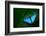 Blue Morpho, Morpho Peleides, Big Butterfly Sitting on Green Leaves, Beautiful Insect in the Nature-Ondrej Prosicky-Framed Photographic Print