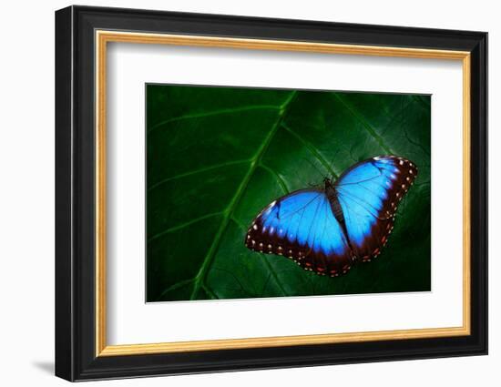 Blue Morpho, Morpho Peleides, Big Butterfly Sitting on Green Leaves, Beautiful Insect in the Nature-Ondrej Prosicky-Framed Photographic Print