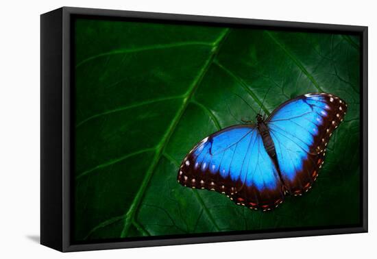 Blue Morpho, Morpho Peleides, Big Butterfly Sitting on Green Leaves, Beautiful Insect in the Nature-Ondrej Prosicky-Framed Premier Image Canvas