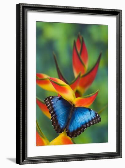 Blue Morpho on a Heliconia Flower-Darrell Gulin-Framed Photographic Print