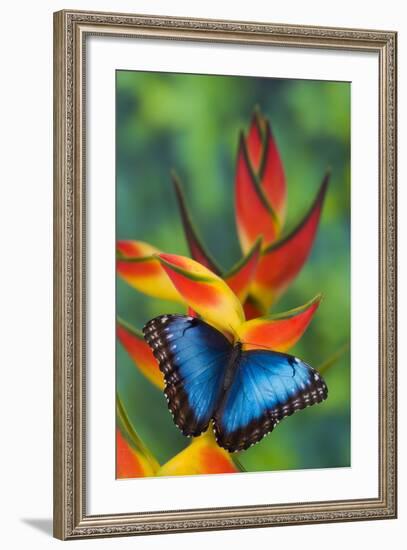 Blue Morpho on a Heliconia Flower-Darrell Gulin-Framed Photographic Print